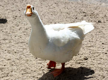 White goose №45867