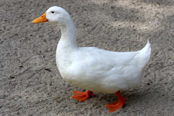 White goose №45891