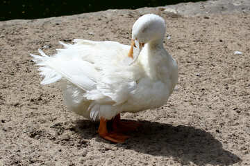 White goose №45895