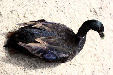 Black goose №45899