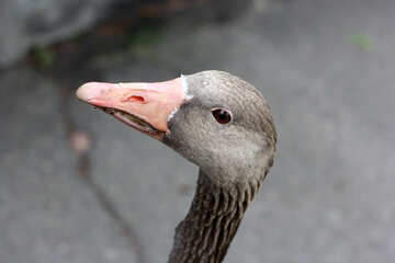 Muzzle goose №45967