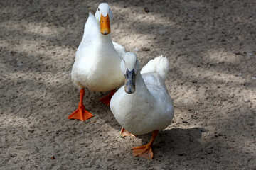 White geese №45887