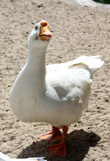 White goose №45868