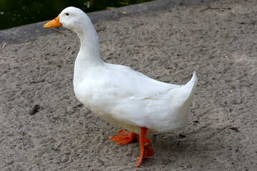 White goose №45892
