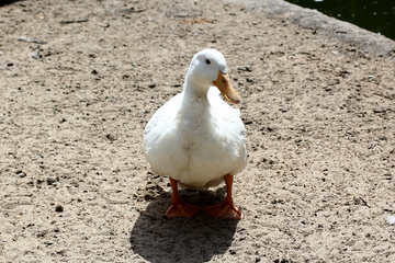 White goose №45906