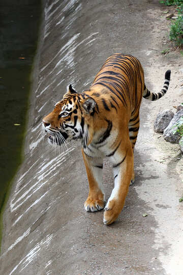 Tiger im Wasser №45618