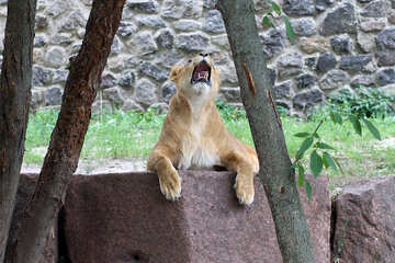 The lion roars №45445