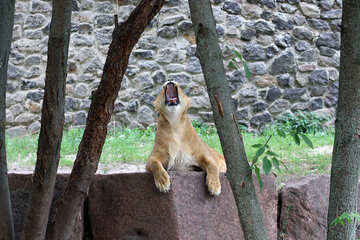 The lion roars №45447