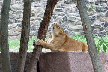 Lioness playing №45433