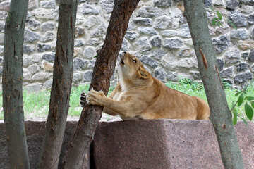 Lioness playing №45434