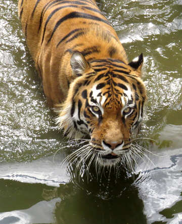 Beautiful tiger №45016