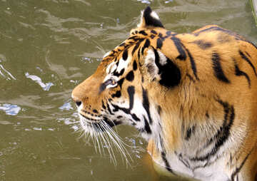 Beautiful tiger №45019
