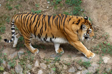 Andare tigre №45751