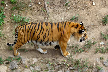 Идущий тигр №45754