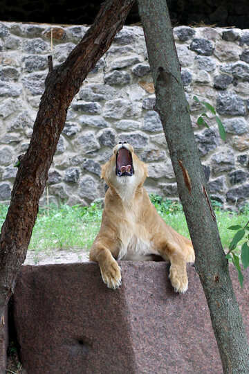 The lion roars №45446