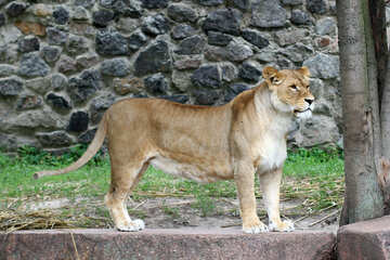 Lioness №45475