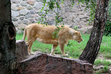 Lioness №45499