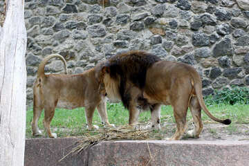 Lions №45487