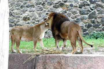 Família leões №45485