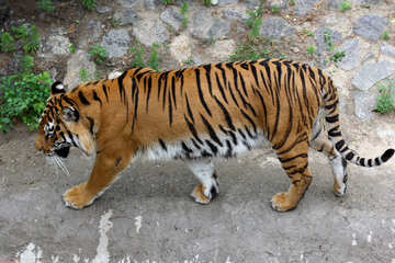Tiger №45604