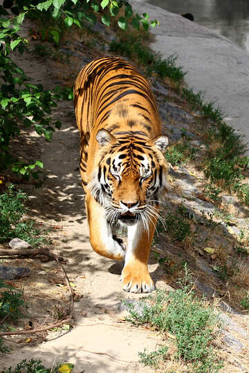 Tiger №45614