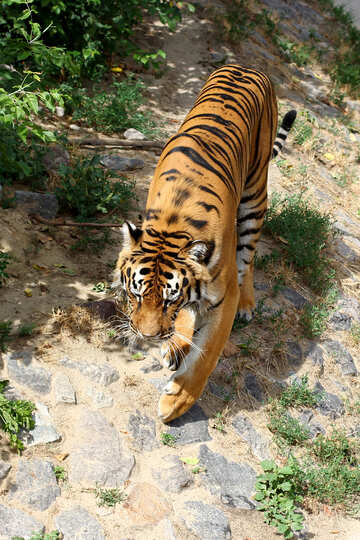 Тигр №45615