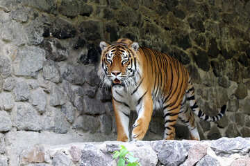 Тигр №45621