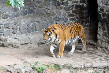 Тигр №45764