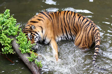 Тигр купається №45692