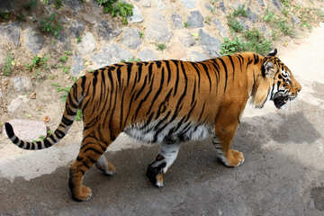 Тигр в парку №45595