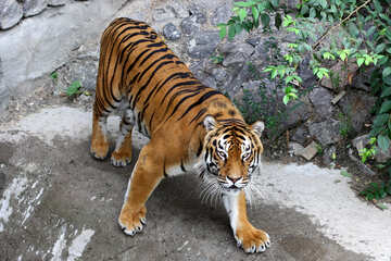 Tigre en el parque №45596
