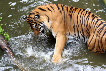 Tiger playing in the water