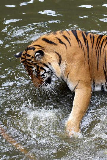Тигр грає у воді №45681