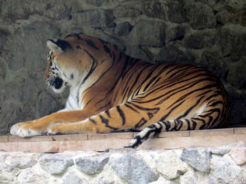 Tiger resting №45028