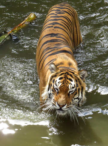 Tigre descansando en el agua №45015