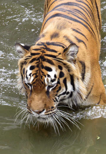 Tigre descansando en el agua №45027