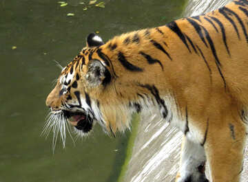Tiger roars №45007