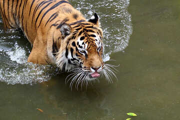 Tiger swimming №45704