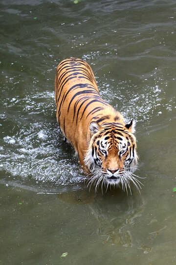 Tiger swimming №45727