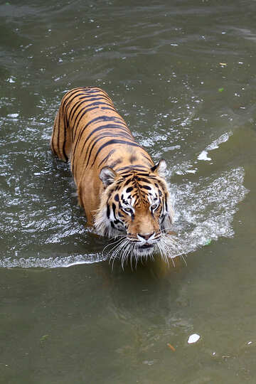 Tiger swimming №45730