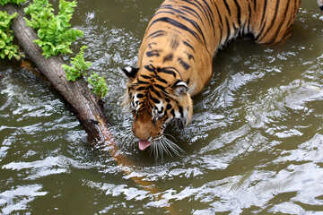 Tiger in the water №45668
