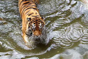 Tiger in the water №45669