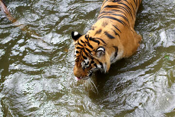 Tigre en el agua №45671