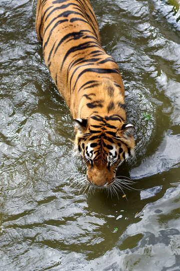 Тигр у воді №45674