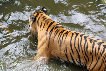 Tiger in the water №45675