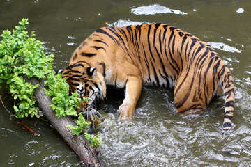 Тигр вода №45694