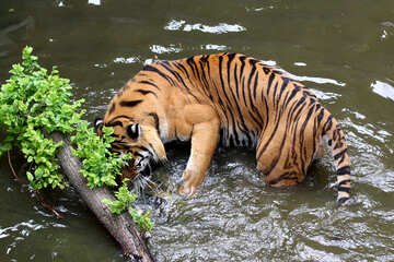 Tiger water №45695