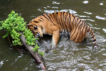 Tiger water №45696