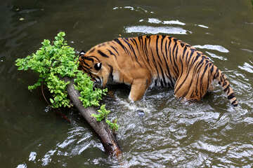 Тигр вода №45697