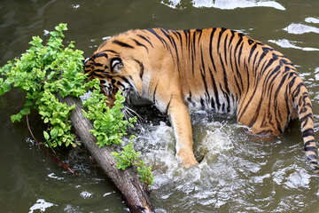 Tiger water №45700
